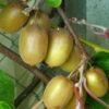 Kiwi Hayward (femelle) - Actinidia Deliciosa -Arbres Fruits Actinidia Deliciosa Hayward femelle 781291 1