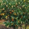 Arbutus Unedo Atlantic - Arbousier -Arbres Fruits Arbutus unedo 82783 1