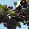 Aronia Prunifolia Nero - Aronie à Gros Fruits.