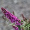 Buddleja Pink Micro Chip - Arbre Aux Papillons Nain -Arbres Fruits Buddleja Pink Micro Chip 84812 1