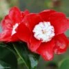 Camélia Bokuhan - Camellia Japonica