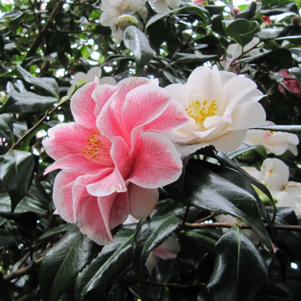 Camélia Lady Vansittart - Camellia Japonica 3 Camélia Lady Vansittart - Camellia Japonica