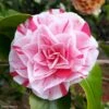 Camélia Lavinia Maggi - Camellia Japonica -Arbres Fruits Camellia Lavinia Maggi 85272 1