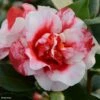 Camélia Midnight Variegated - Camellia Japonica -Arbres Fruits Camellia Midnight variegated IF 16643 1