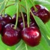Cerisier Bigarreau Burlat 1 Cerisier Bigarreau Burlat -Arbres Fruits Cerise Burlat 78394 1