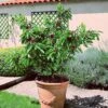 Cerisier Nain Garden Bing -Arbres Fruits Cerisier nain Garden Bing 78076 1