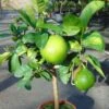 Pamplemousse (Pomelo) - Citrus (x) Paradisi -Arbres Fruits Citrus x paradisi 83410 1