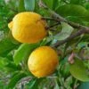 Cédratier - Citrus Medica -Arbres Fruits Citrus medica 87374 1