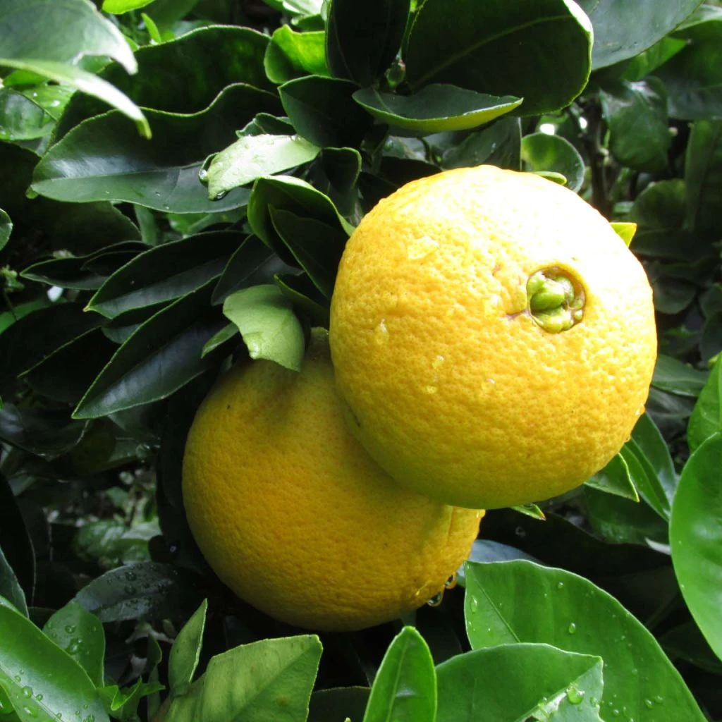 Oranger - Citrus Sinensis Washington Navel 3 Oranger - Citrus Sinensis Washington Navel