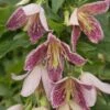 Clématite - Clematis Cirrhosa Advent Bells -Arbres Fruits Cl matite Advent Bells 81570 1