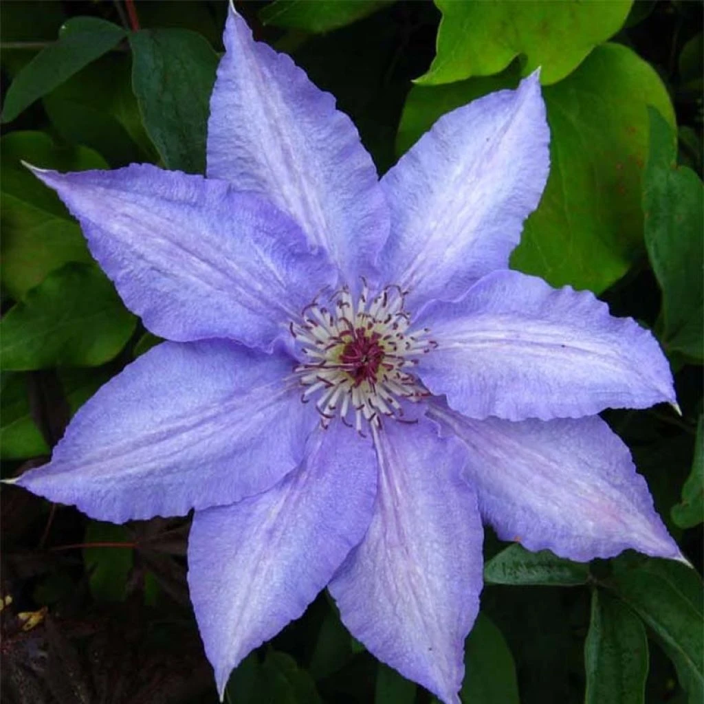 Clématite - Clematis Alice Fisk 3 Clématite - Clematis Alice Fisk