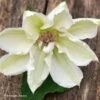 Clématite - Clematis Mrs. Georges Jackman -Arbres Fruits Clematite Clematis Mrs Georges Jackman 87836 1