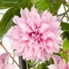 Clématite - Clematis Multi Pink -Arbres Fruits Clematite Clematis Multi Pink 889370 1