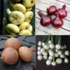 Collection 4 Oignons Colorés -Arbres Fruits Collection 4 oignons colores 70068 1