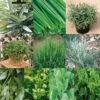 Collection De 10 Aromatiques En Plants -Arbres Fruits Collection de 10 aromatiques Bio en plants 4035 1