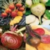 Collection De 4 Betteraves Colorées Bio 2 Collection De 4 Betteraves Colorées Bio -Arbres Fruits Collection de 4 betteraves color es bio 70008 1