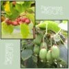 Duo Kiwi De Sibérie 'Ken's Red' (femelle) + 'Issai' (pollinisateur) -Arbres Fruits Duo Kiwi de Sib rie Ken s Red Issai 70019 1