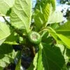 Figuier Jordan - Ficus Carica -Arbres Fruits Ficus carica Jordan 82680 1