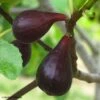 Figuier Noire De Caromb Bio -Arbres Fruits Figuier Noire de Caromb Bio en racines nues formescion 780879 1