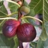 Figuier Violette Dauphine -Arbres Fruits Figuier Violette Dauphine 82814 1