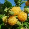Framboisier Golden Everest (remontant) Bio -Arbres Fruits Framboisier Golden Everest remontant Bio en pot de 1 5L 2L 781009 1