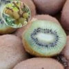 Kiwi Hayward (femelle) Bio 1 Kiwi Hayward (femelle) Bio -Arbres Fruits Kiwi Hayward femelle Bio 781299 1