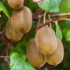 Kiwi Autofertile Boskoop - Actinidia Deliciosa