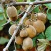 Kiwi Solissimo Bio - Actinidia Deliciosa -Arbres Fruits Kiwi autofertile Solissimo IF 16414 1
