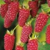 Mûre Buckingham Tayberry Bio 1 Mûre Buckingham Tayberry Bio -Arbres Fruits Mure Buckingham Tayberry Bio en pot de 1 5L 2L 784199 1