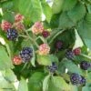 Mûre Des Jardins Little Black Prince -Arbres Fruits Mure des jardins Little Black Prince 82676 1