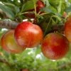 Pluot Flavor Candy - Prunus Pluot 2 Pluot Flavor Candy - Prunus Pluot -Arbres Fruits PluotFlavor Candy 79215 1