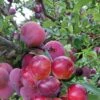 Pluot Pink Candy - Prunus Pluot -Arbres Fruits PluotPink Candy 78217 1