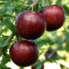 Pluot Purple Candy - Prunus Pluot -Arbres Fruits PluotPurple Candy 79221 1