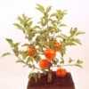 Pommier Nain Garden Sun Red -Arbres Fruits Pommier nain Garden Sun Red 78322 1