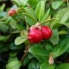 Canneberge - Cranberry - Vaccinium Macrocarpon -Arbres Fruits Vaccinium macrocarpon 78409 1