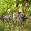 Vigne Cabernet Franc -Arbres Fruits Vigne Cabernet Franc 78366 1