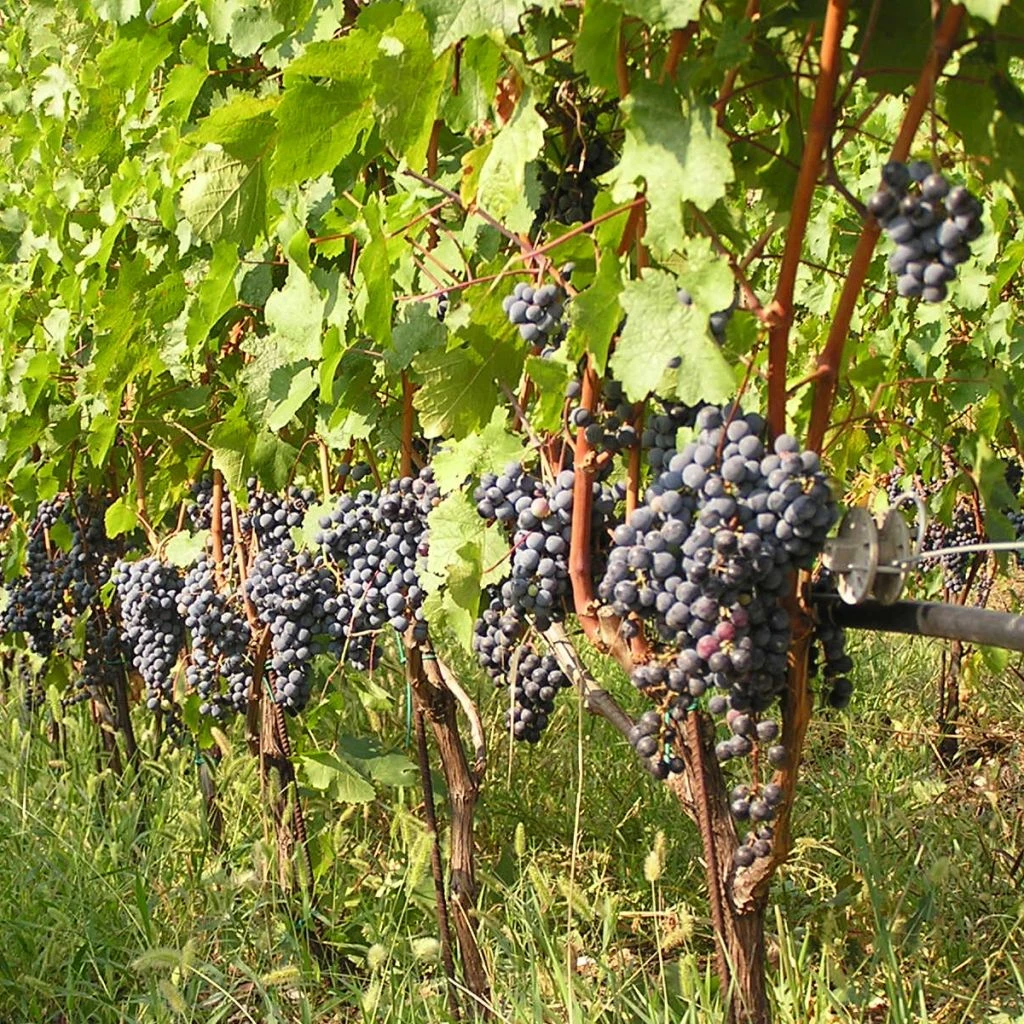 Vigne Cabernet Franc 3 Vigne Cabernet Franc