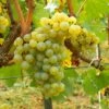 Vigne Chardonnay 1 Vigne Chardonnay -Arbres Fruits Vigne Chardonnay 78369 1