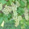 Vigne Chasselas Doré 2 Vigne Chasselas Doré -Arbres Fruits Vigne Chasselas doree 42860 1