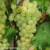 Vigne Muscat Petits Grains -Arbres Fruits Vigne Muscat a Petits grains 89675 1