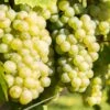 Vigne Lakemont -Arbres Fruits Vitis vinifera Lakemont copyright 1006071 1