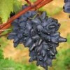 Vigne Philipp -Arbres Fruits Vitis vinifera Philipp 83664 1
