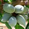 Amandier All In One - Prunus Dulcis -Arbres Fruits amandier all in one 70046 1