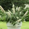 Buddleia White Chip - Arbre Aux Papillons Nain -Arbres Fruits buddleia ice chip 80061 1
