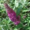 Buddleia Davidii Summer Beauty -Arbres Fruits buddleia summer beauty 7827 1