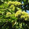 Châtaignier Marron De Lyon - Castanea Sativa -Arbres Fruits chataignier ld 42813 1