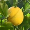 Citronnier Meyer - Citrus X Meyeri -Arbres Fruits citronnier meyer ld 80026 1