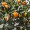 Citrus Kucle - Kumquatine -Arbres Fruits citrus kucle 87029 2