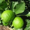 Grand Citron Vert - Citrus Latifolia -Arbres Fruits citrus latifolia 16217 1