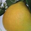 Citronnier - Citrus Limon Adamo -Arbres Fruits citrus limon adamo 87036 1